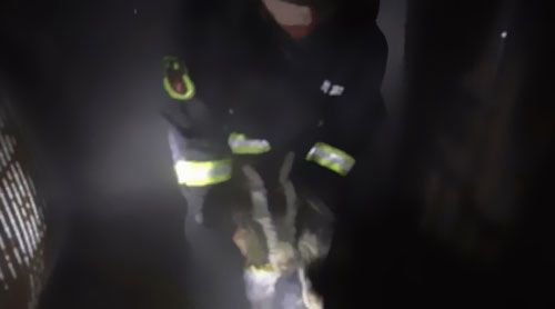南洋電纜分享要聞：雨天電線短路，小羊險(xiǎn)成“烤全羊”